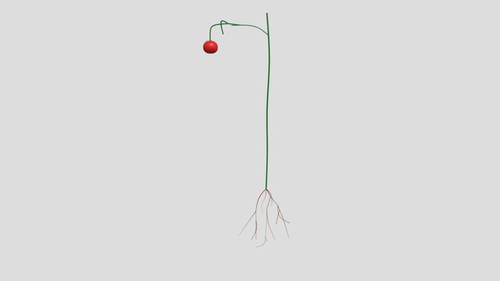 WIP_Tomato Plant 3D Model