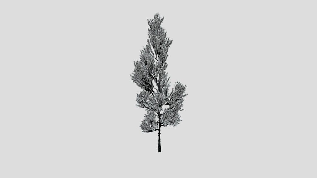 Coniferous Tree