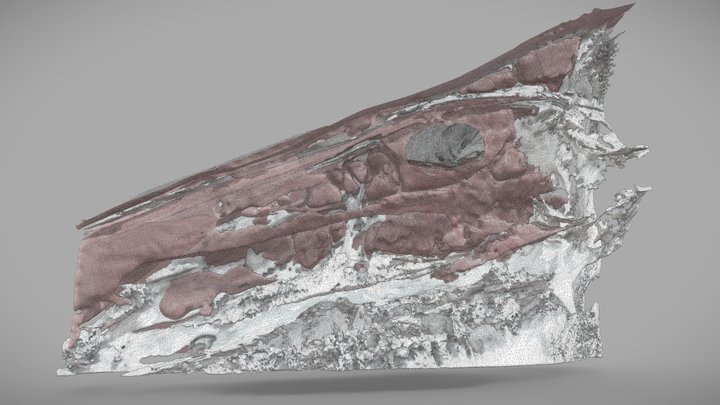 Equine Sinus and Bone 3D Model