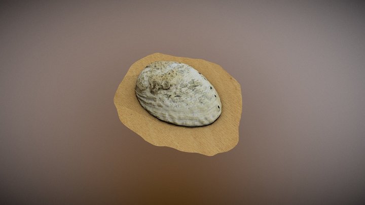 Paua Shell 3D Model