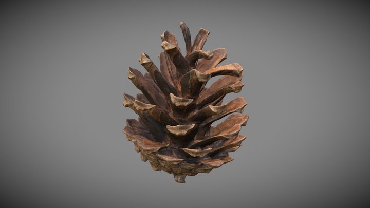 Pinecone 3D models - Sketchfab