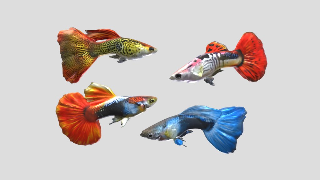 Male Guppies