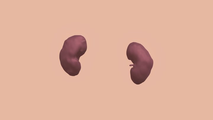 Kidneys 3D Model