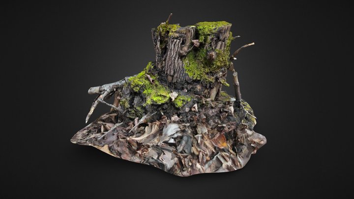 Botany 3D models - Sketchfab