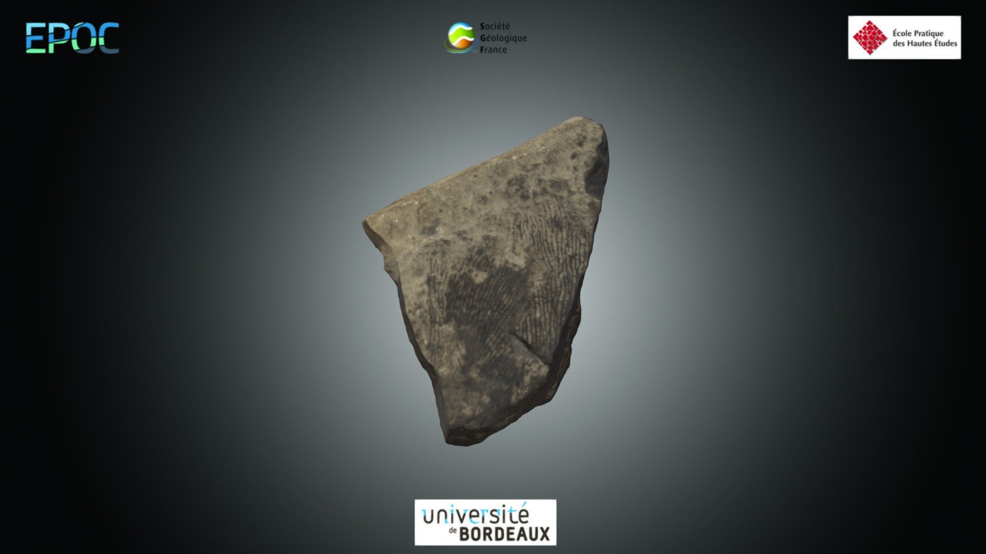 Graptolite - Dictyonema sp.