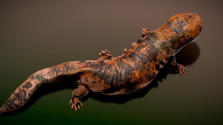 Japanese Giant Salamander 3D Model