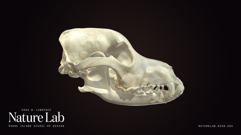 Domestic Dog Skull