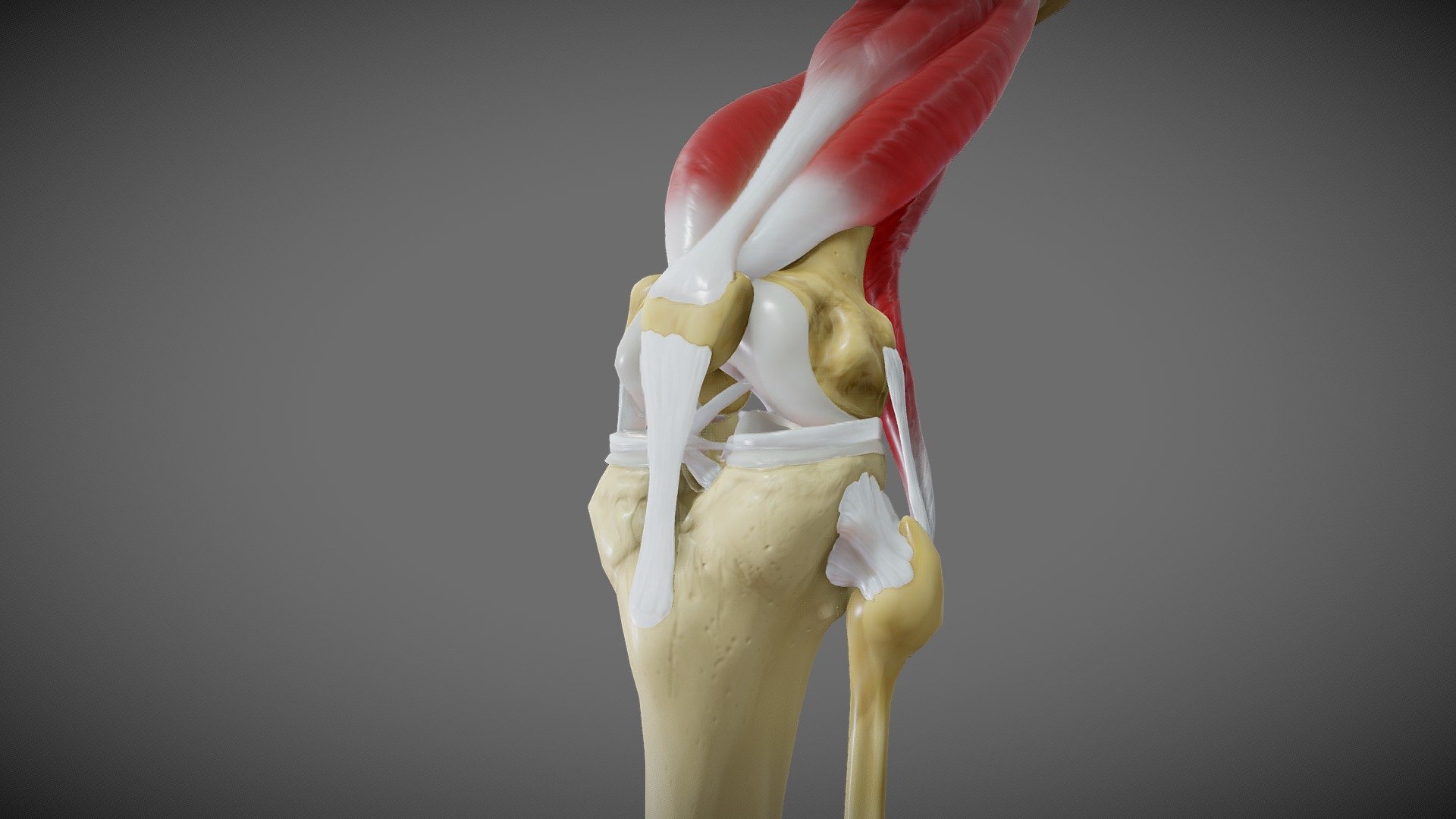 Knee - Buy Royalty Free 3D model by Ebers [5a0d77c] - Sketchfab Store