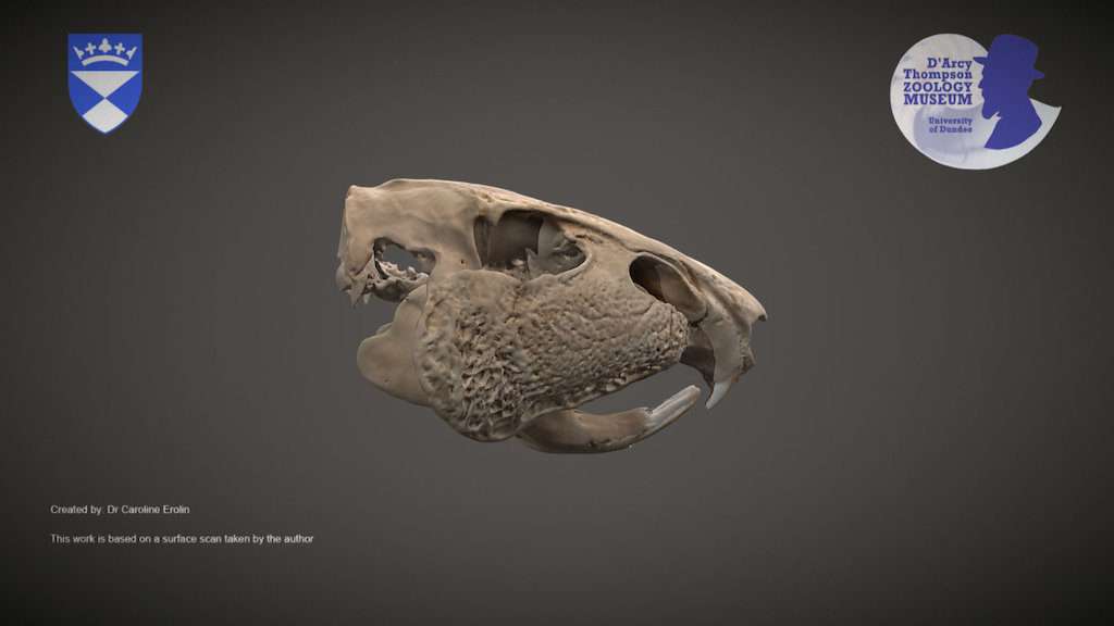 Paca skull (for mobile devices)