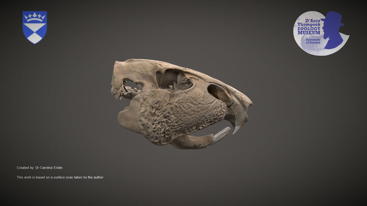 Paca skull (for mobile devices) – Kostenloses 3D-Modell STL