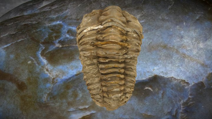 Calymen Trilobite 3D Model