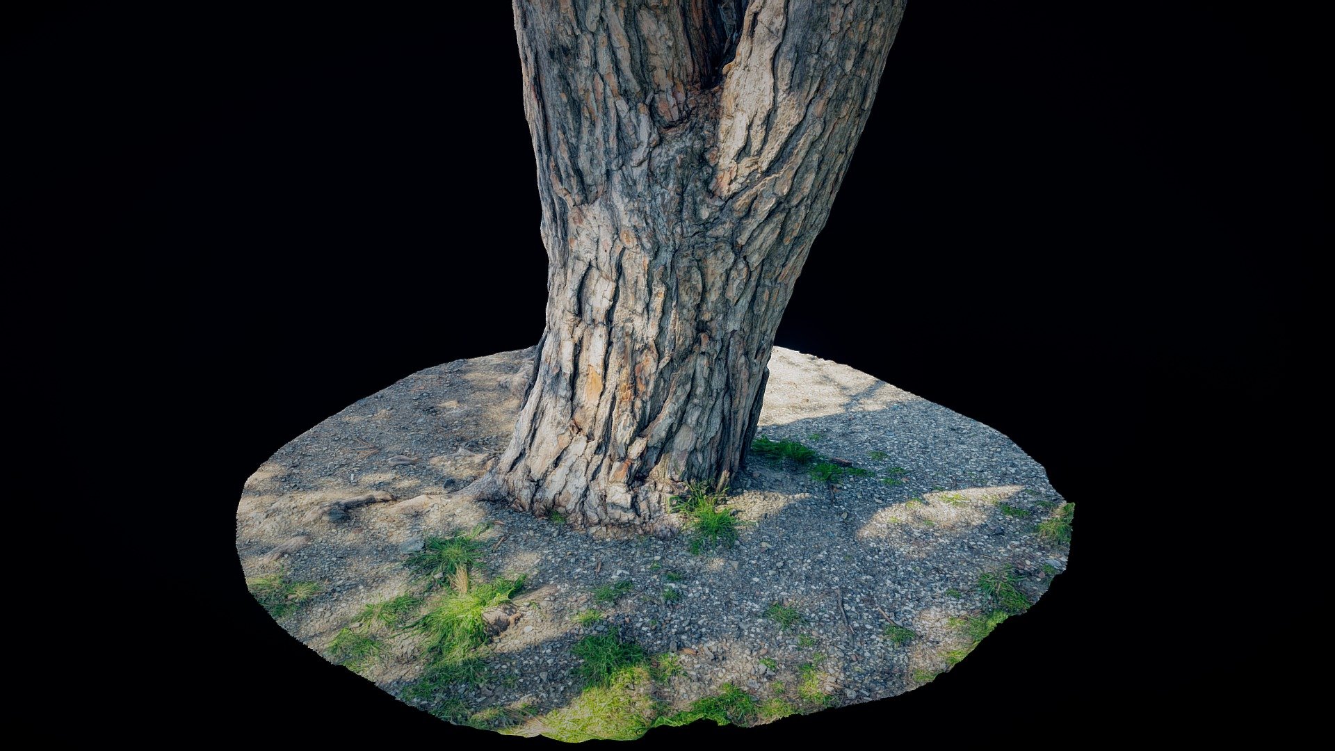 Pine [RAW]