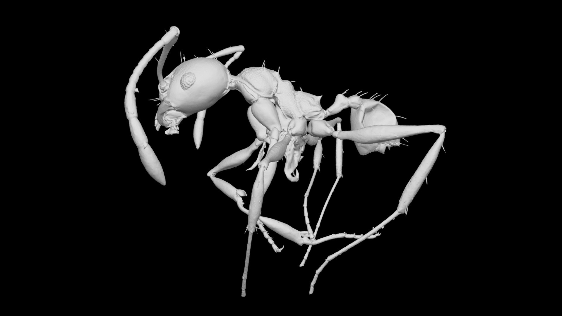 Pheidole abakytan Minor Worker CASENT0742944