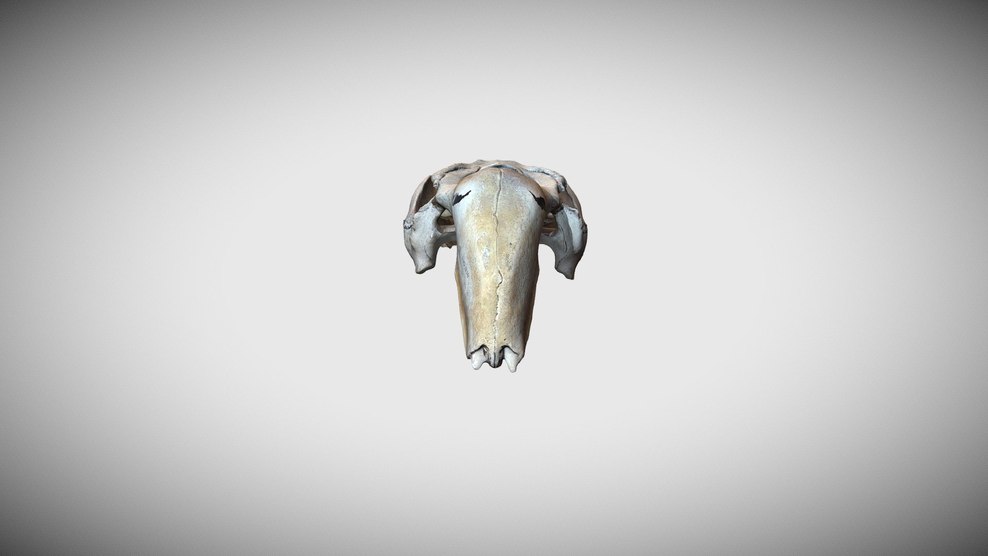 Дюгонь - Download Free 3D model by zmmu [5a1728e] - Sketchfab