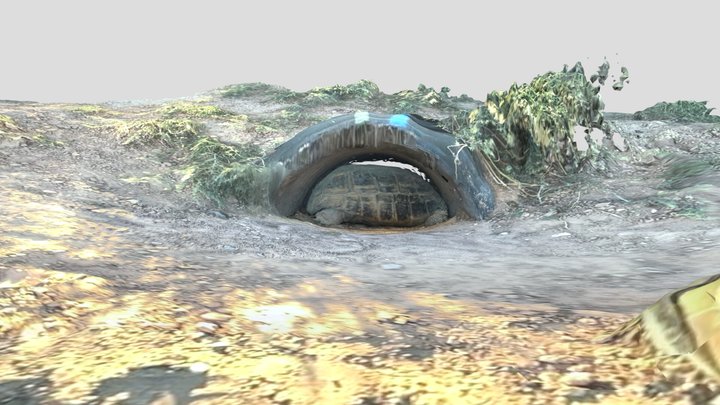 Tortoise burrow - occupied 3D Model