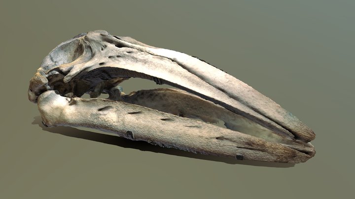 Gray Whale Skull 3D Model