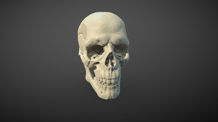 Anatomy study: skull 3D Model
