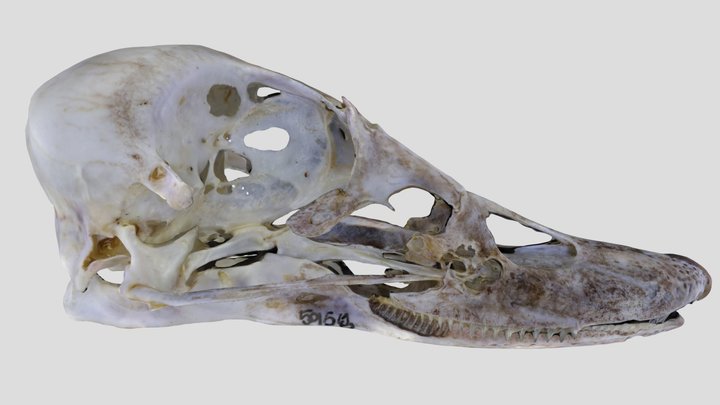 UWYMV:Bird:5958, Bucephala albeola, Skull – Free 3D Model STL