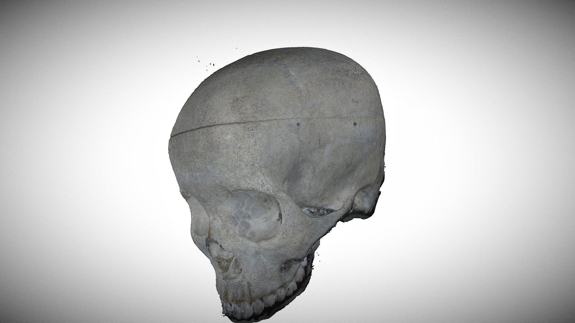 3D Skull Orbit