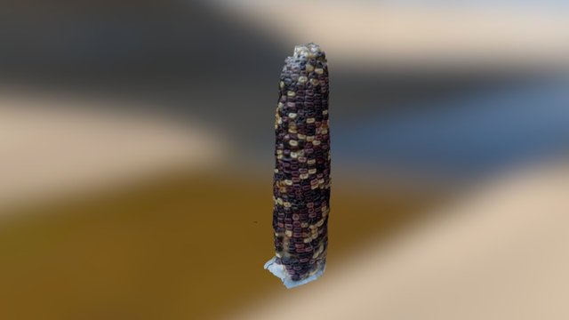 Corn hybrid 3D Model