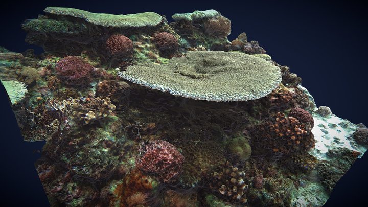 MAL Coral Acropora, Capitancillo Reefs 3D Model