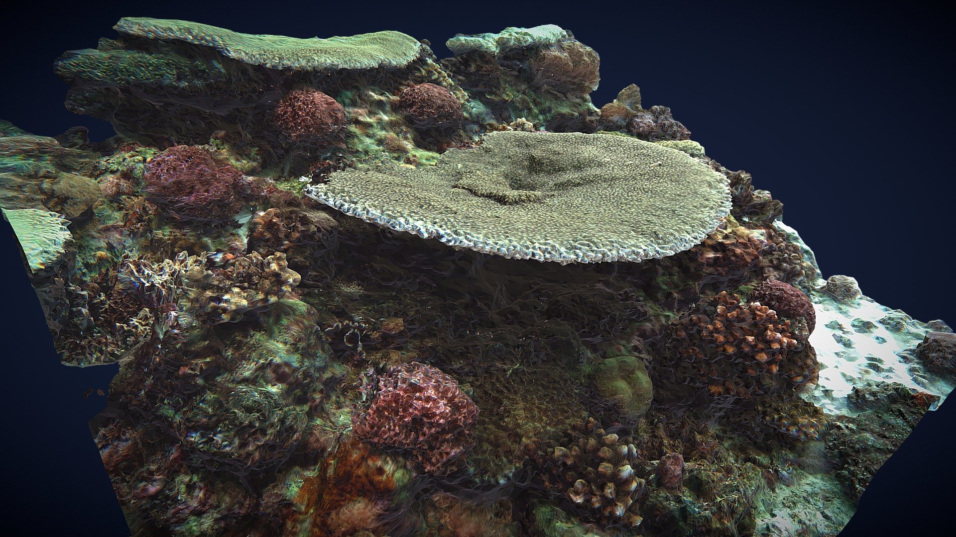 MAL Coral Acropora, Capitancillo Reefs