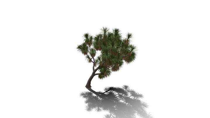 Realistic HD Cabbage tree (50/50) 3D Model