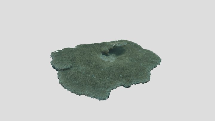 Coral Model 3D Model