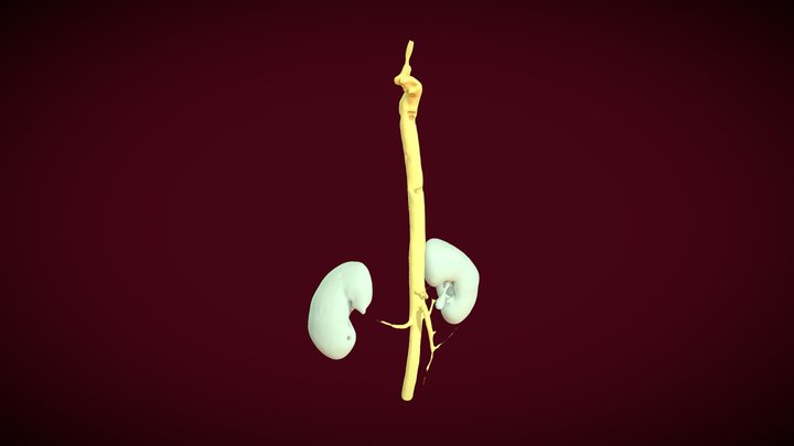 CTA Cardio Segmentations 3D Model