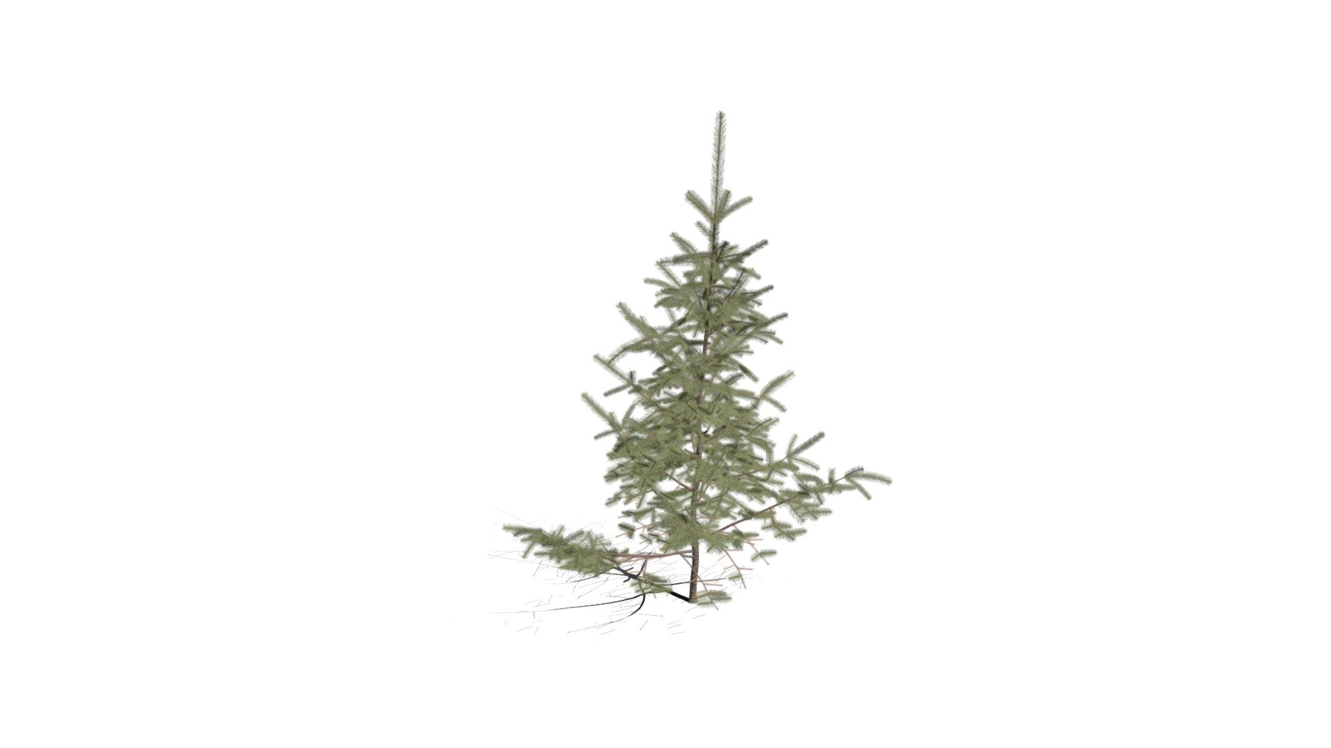 Realistic HD Engelmann spruce (21/43) Buy Royalty Free 3D model by
