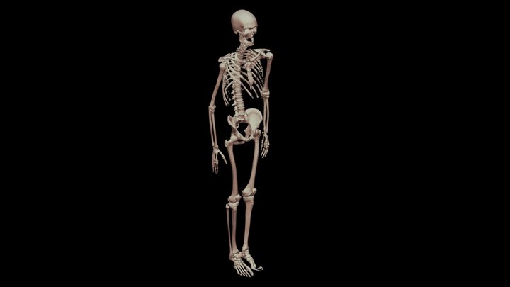 Squelette (mâle) 3D Model