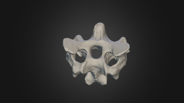 Fourth neck vertebra, Durban dodo 3D Model
