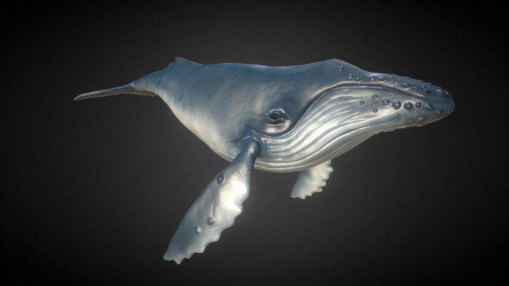 Humpback Whale 3D Model