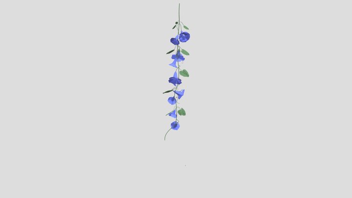 morning glory 牽牛花 3D Model