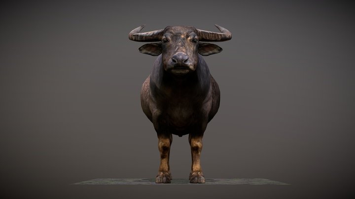 Male Buffalo in Vietnam 3D model 3D Model