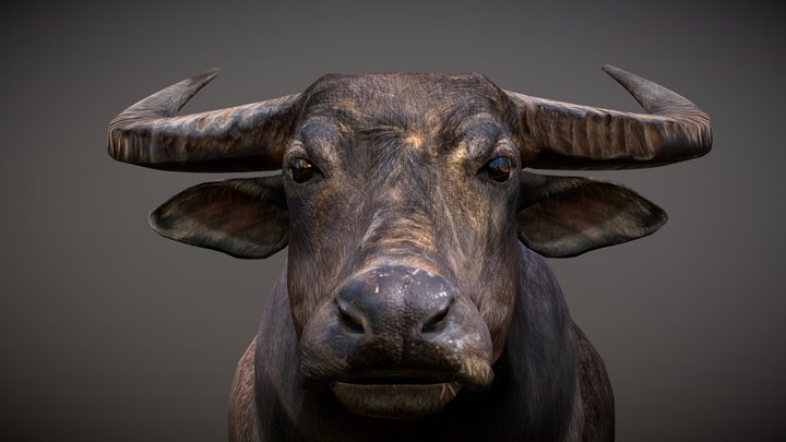 Male Buffalo in Vietnam 3D model 3D Model