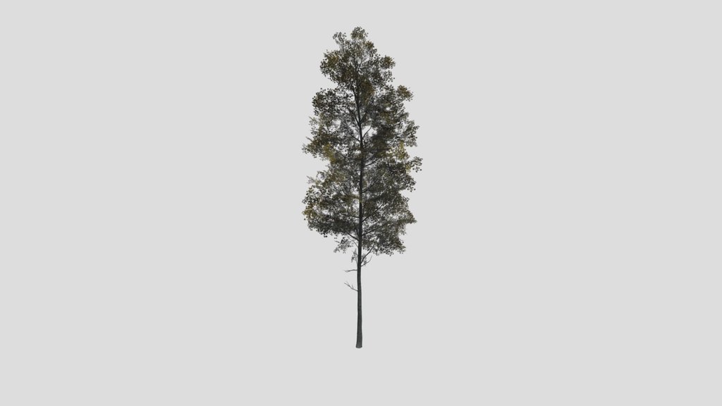 Tree Quakingaspen A1