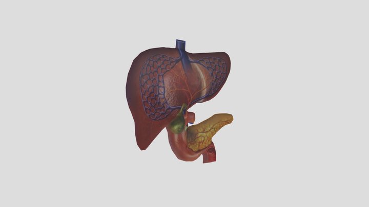 Organ Tubuh - Rismaningsih 3D Model