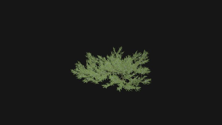 MT_PM_V84_ Juniperus_horizontalis_01_03 3D Model