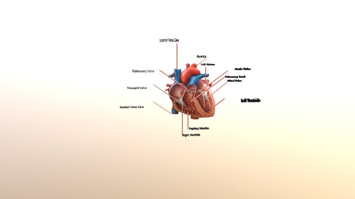 Organ Jantung 3D Model