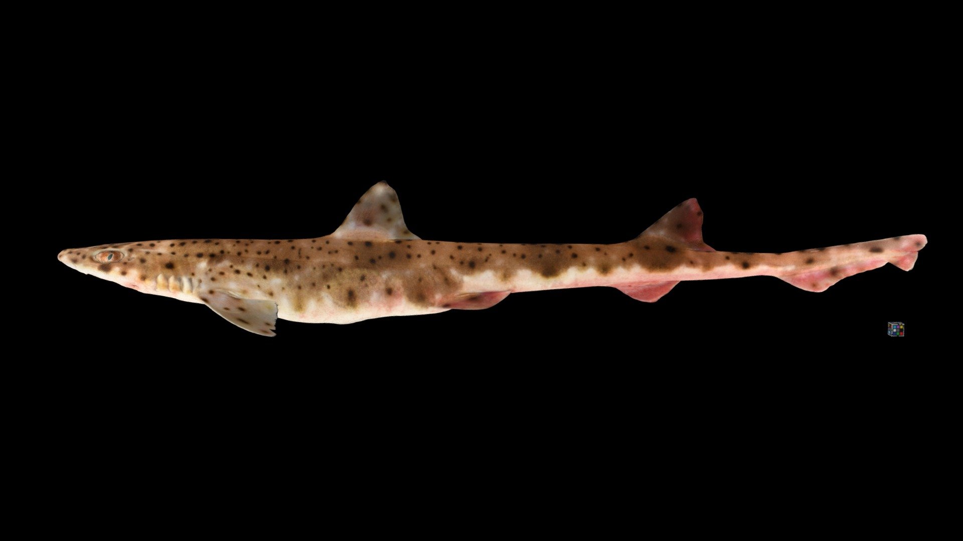 ナガサキトラザメ 🦈 Blackspotted Catshark, H. buergeri 3D model by ffish.asia