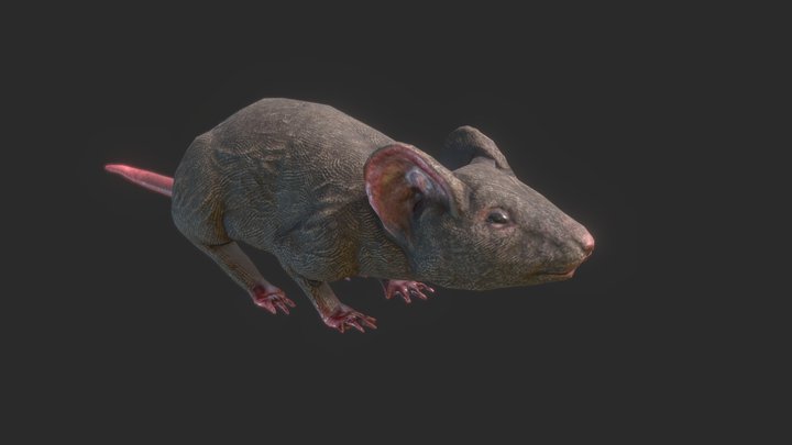 Rat 3D Model