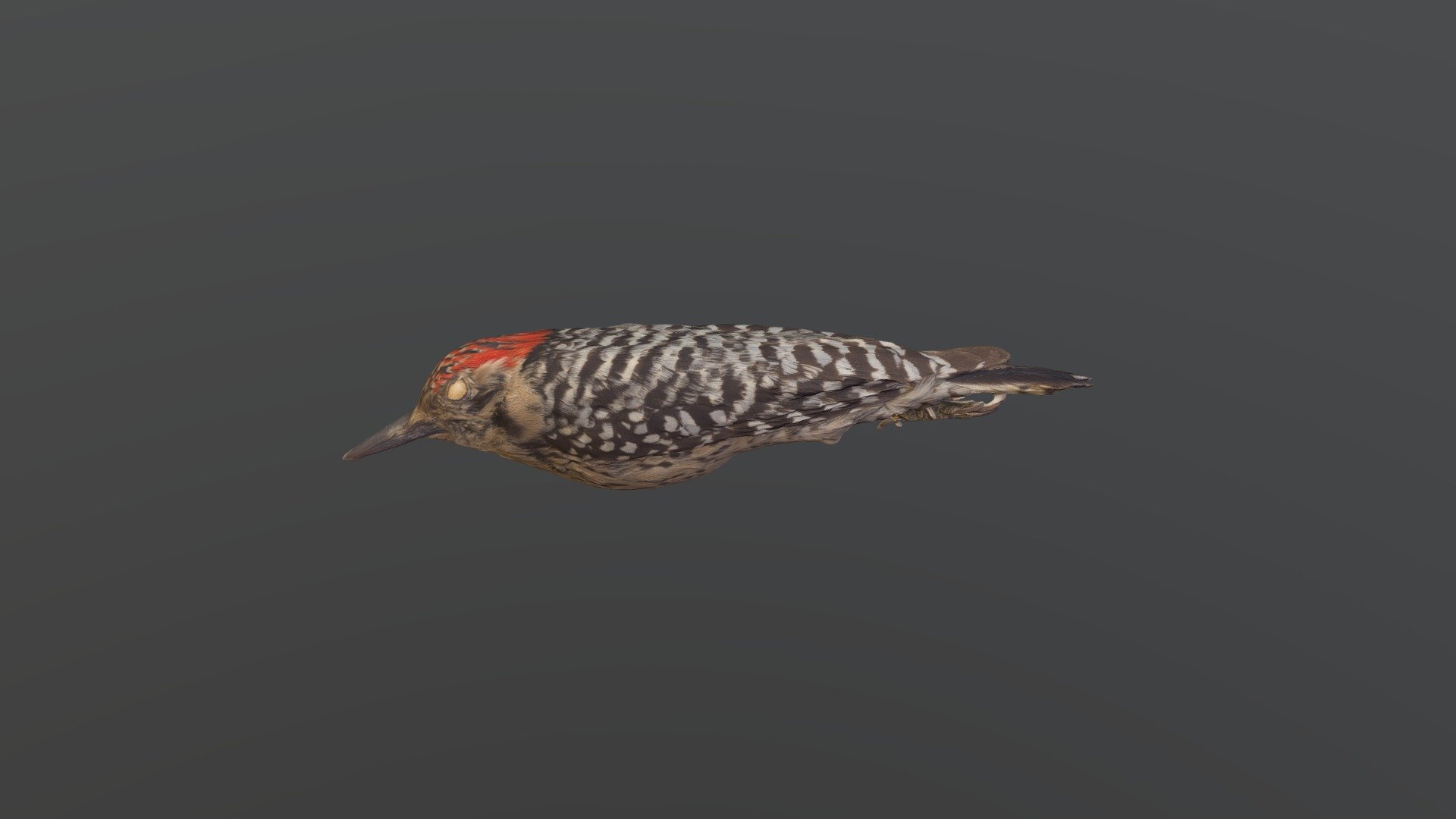 Ladder-backed Woodpecker - Picoides scalaris