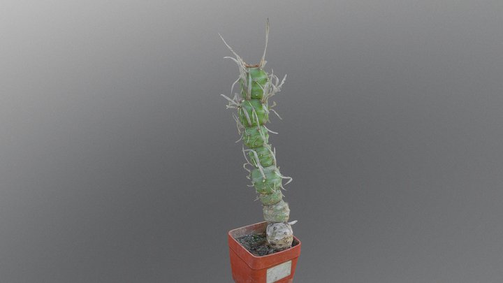 Papyracanthus Cactus #AgisoftNatureChallenge