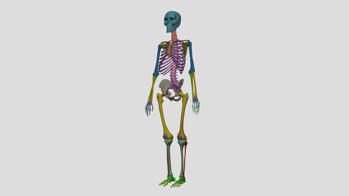 Male Skeleton With Color Distinctions 3D Model