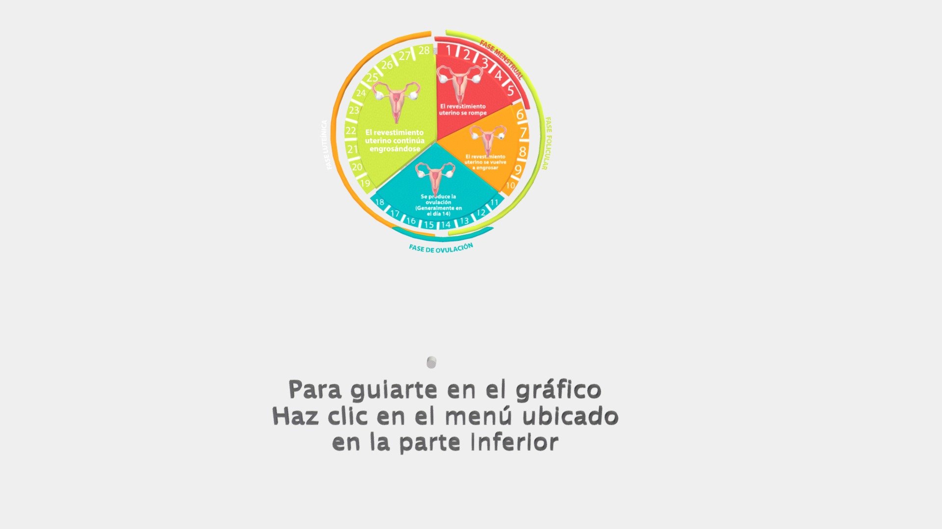 Ciclo de Menstruación Femenino.