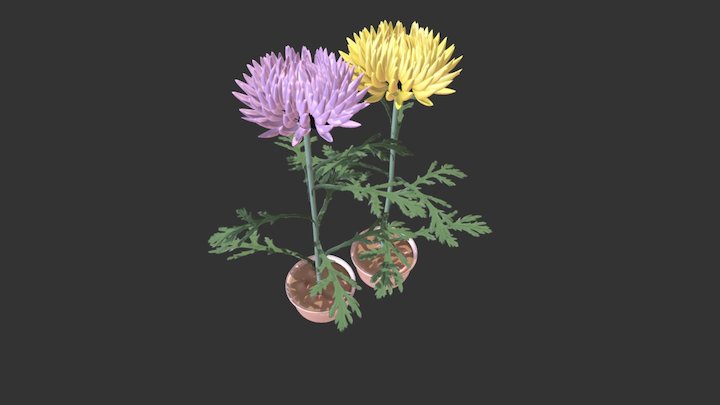 Chrysanthemum 3D Model