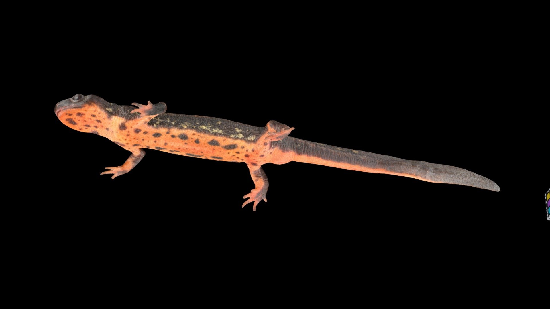 オキナワシリケンイモリ ♀ Okinawa Sword-tailed Newt