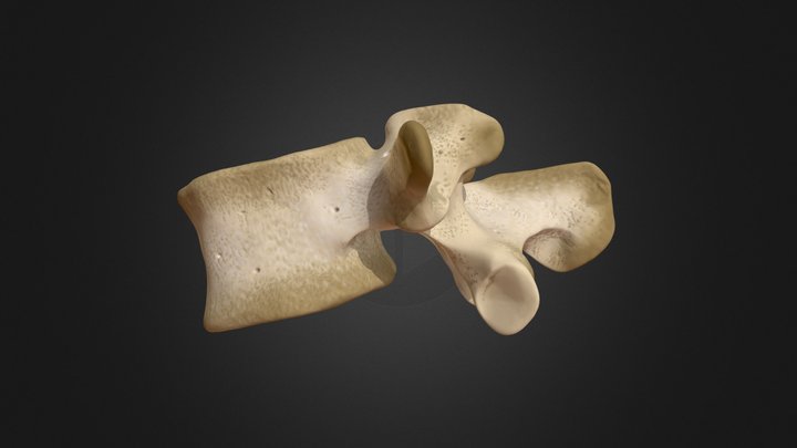 Fourth Lumbar Vertebra (L4) 3D Model