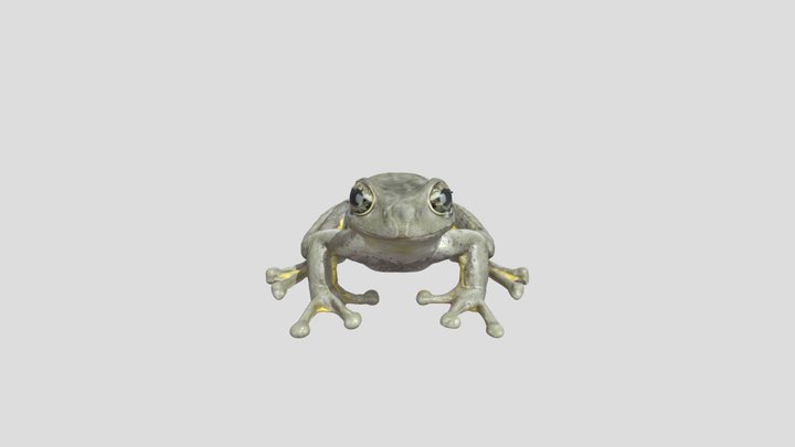 peron's tree frog – Modèle 3D gratuit STL